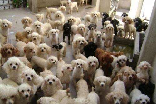 Vendo poodle toy ,enanos llamar al 9-0245509 - Santiago, Chile ...