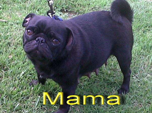 Vendo precioso pug negro pedigree a - San Pedro Sacatepéquez ...