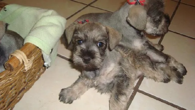 VENDO SCHNAUZER MINIATURA EN 1500 en San Juan Del Rio