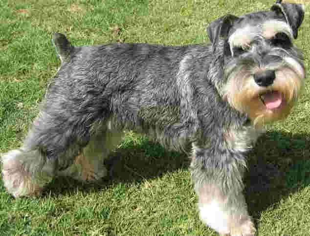 Vendo schnauzer sal y pimienta 5 meses - Guayas, Ecuador ... Vendo schnauzer sal y pimienta 5 meses - Guayas, Ecuador ...