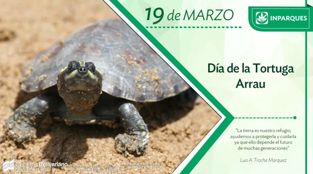 Venezuela conmemora el Día de la Tortuga Arrau para proteger la especie – Minec Venezuela conmemora el Día de la Tortuga Arrau para proteger la especie – Minec