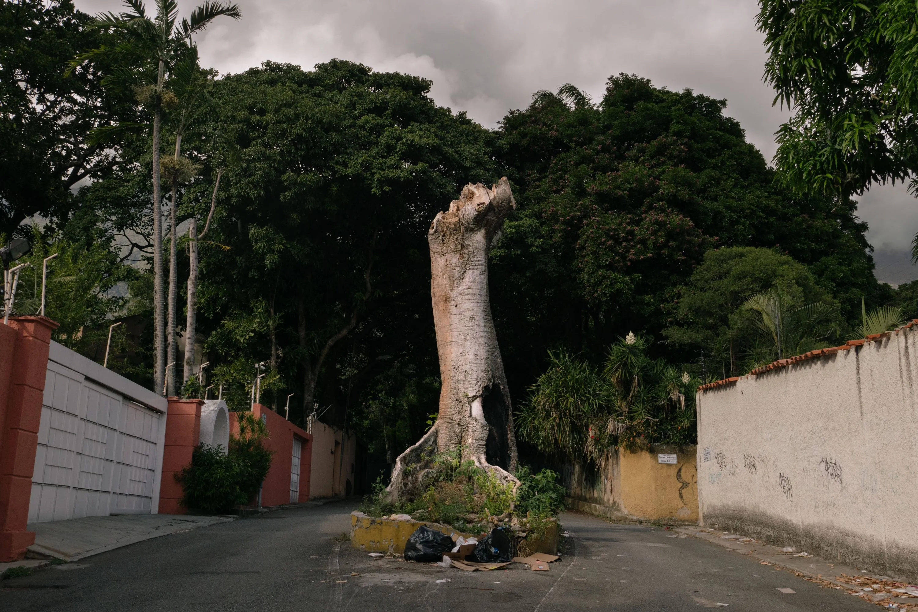 Venezuela: Una epidemia de talas amenaza los árboles de Caracas | Internacional | EL PAÍS Venezuela: Una epidemia de talas amenaza los árboles de Caracas | Internacional | EL PAÍS