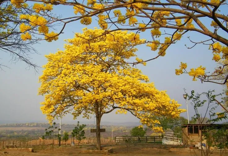 Venezuela National Tree | Share | Flora y Fauna Venezolana ...