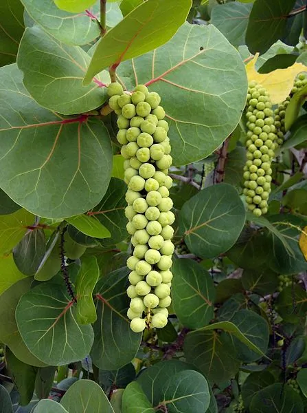 Venezuela: Uva de playa – Coccoloba uvifera – Seetraube ...