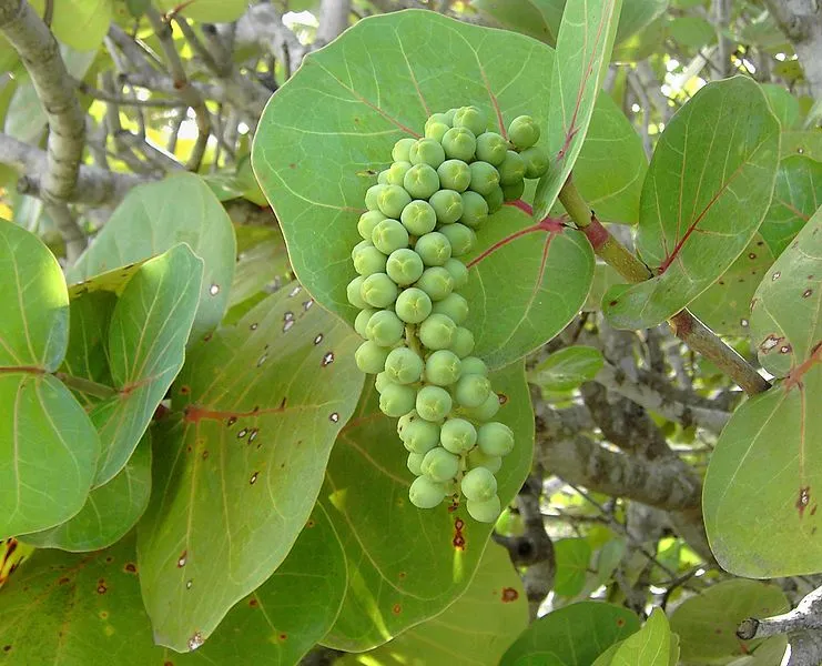 Venezuela: Uva de playa – Coccoloba uvifera – Seetraube ... Venezuela: Uva de playa – Coccoloba uvifera – Seetraube ...