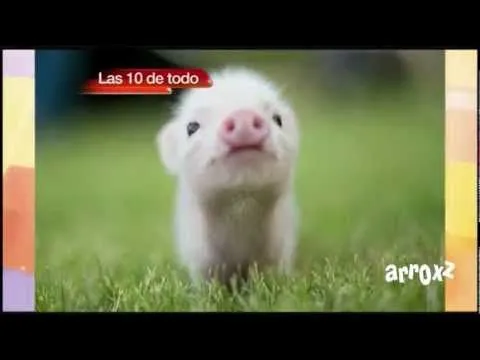 Venga la Alegría - Las 10 de Todo - Los 10 Cachorros más Tiernos ...