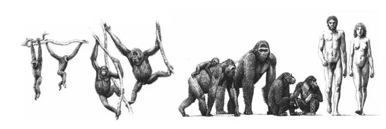 De donde venimos? Evolucion - Taringa!