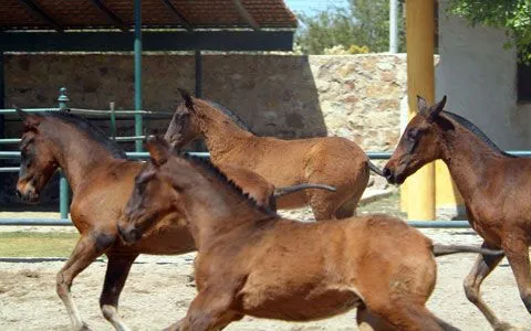 Venta de Caballos Españoles PRE, Ganaderia de Caballos en Mexico ... Venta de Caballos Españoles PRE, Ganaderia de Caballos en Mexico ...