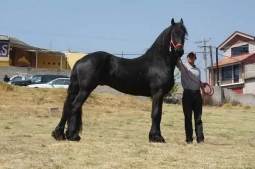 Venta de caballos friesian frisones o frisianos - Bogotá, Colombia ...