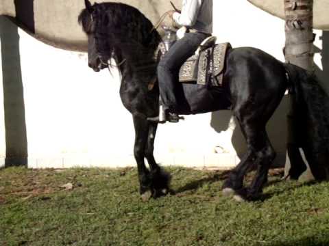 Venta de caballos frisian,venta de caballos bailadores,venta de ...
