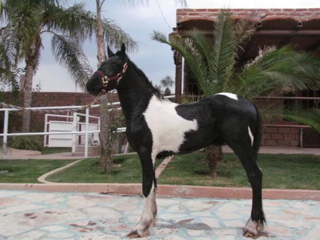 Imágenes de Venta De Caballos Frisones, Españoles y Gypsy en ...
