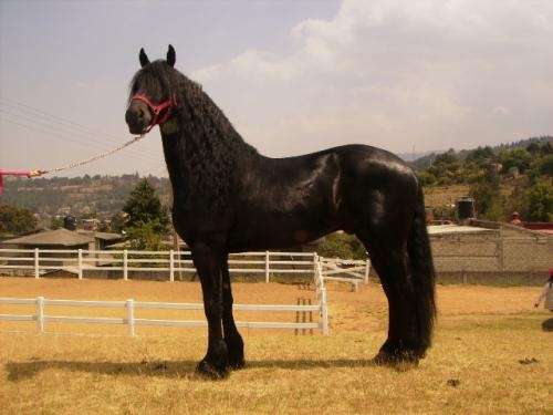 Caballos friesian - Imagui