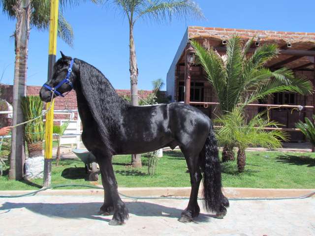 Venta Caballos Frisones Frison Frisian Friesian Jalisco Pictures Venta Caballos Frisones Frison Frisian Friesian Jalisco Pictures