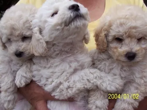 Venta de cachorritos french puddle - Pichincha, Ecuador - Animales ...