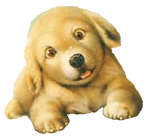 venta de cachorros