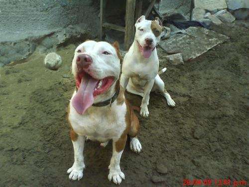 A la venta cachorros american pitbull terrier red nose recien ...