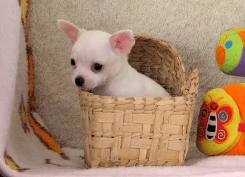 venta de cachorros chihuahuas en Jesus Maria venta de cachorros chihuahuas en Jesus Maria