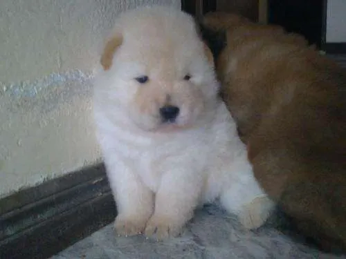 Venta de cachorros chow chow - San José, Costa Rica - Animales ...