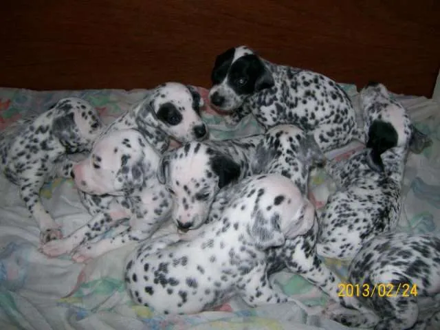 En venta cachorros dalmata, padres presentes - Maipú, Argentina ...