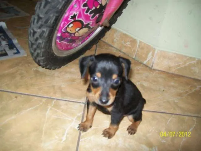 Venta de cachorros doberman pincher miniatura - Lima, Perú ... Venta de cachorros doberman pincher miniatura - Lima, Perú ...