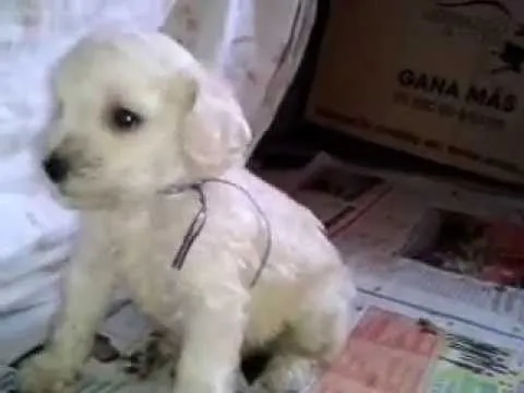 Venta de Cachorros French Poodle - YouTube