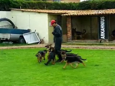 Venta Cachorros Pastor Aleman Criadero arkahnius Dr Luis Pavajeau ... Venta Cachorros Pastor Aleman Criadero arkahnius Dr Luis Pavajeau ...