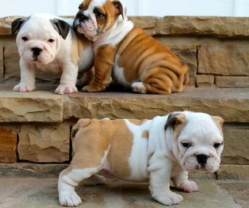 Venta de cachorros perros de raza Bulldog ingles hembras y machos ... Venta de cachorros perros de raza Bulldog ingles hembras y machos ...