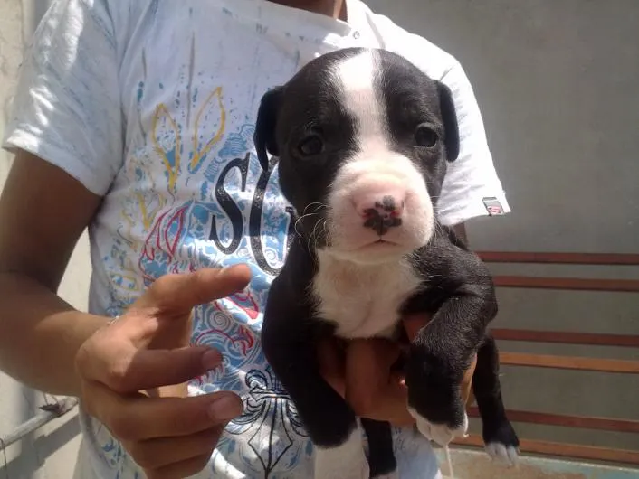 Cachorras pitbull - Imagui