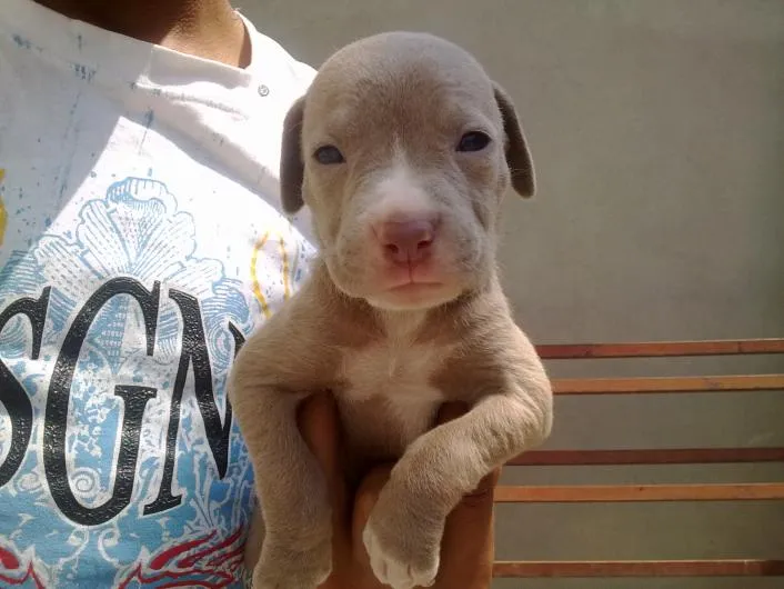 Venta de Cachorros Pitbull y Pitbull Blue Fawn en Ecatepec de ... Venta de Cachorros Pitbull y Pitbull Blue Fawn en Ecatepec de ...