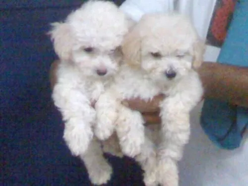 Venta de cachorros poodle minitoy - Caracas, Venezuela - Animales ...