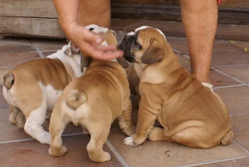 Venta de Cachorros de raza Bulldog Ingles en Barcelona | Comprar ... Venta de Cachorros de raza Bulldog Ingles en Barcelona | Comprar ...