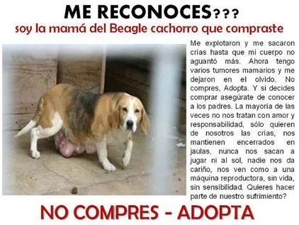 VENTA CACHORROS, VENTA ANIMALES, VENTA PERROS, TIENDAS ANIMALES ... VENTA CACHORROS, VENTA ANIMALES, VENTA PERROS, TIENDAS ANIMALES ...