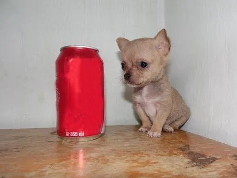 Venta de Chihuahua Cabeza de Manzana - Macho Excelente Calidad ... Venta de Chihuahua Cabeza de Manzana - Macho Excelente Calidad ...