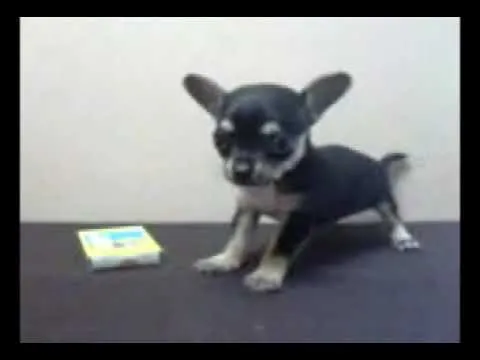 Venta de Chihuahua Mini Toy Cabeza de Manzana Golondrino - YouTube Venta de Chihuahua Mini Toy Cabeza de Manzana Golondrino - YouTube