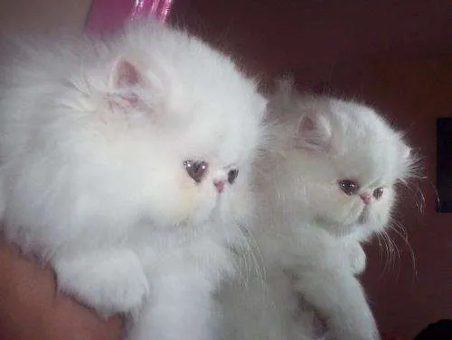 Venta de gatos persa - Imagui
