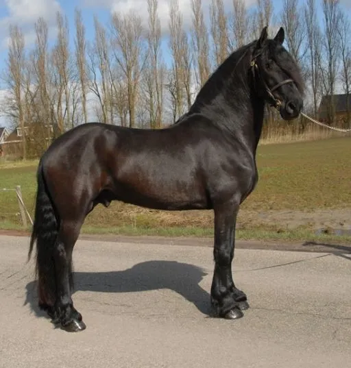 Venta de Frisones « Can Frisia