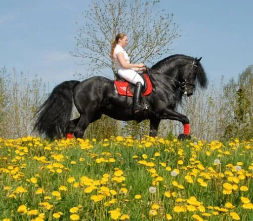Venta de Frisones « Can Frisia