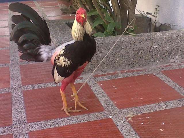 Venta de gallos y pollos finos de procedencia puertoriqueña ... Venta de gallos y pollos finos de procedencia puertoriqueña ...