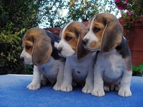 Venta de hermosos perros beagle excelente precio - Quindío ... Venta de hermosos perros beagle excelente precio - Quindío ...