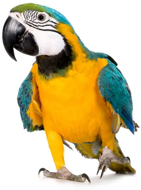 Venta de pájaros (canarios, loros, cotorras, agapornis…) en ... Venta de pájaros (canarios, loros, cotorras, agapornis…) en ...