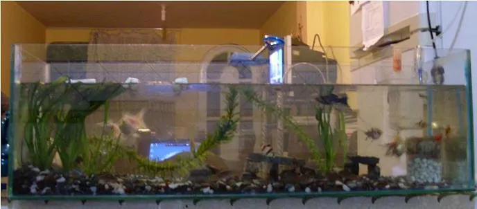 VENTA DE PECERAS: PECERAS GRANDES