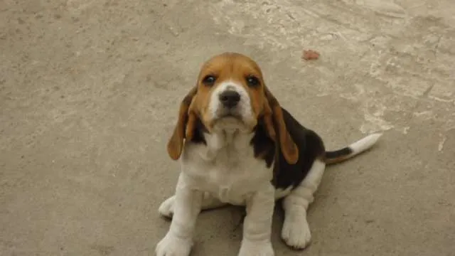 Venta de perros beagle color negro y amarillo - Bogotá, Colombia ... Venta de perros beagle color negro y amarillo - Bogotá, Colombia ...