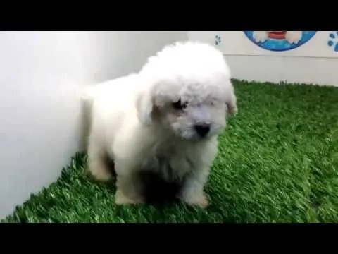 venta de perros cachorros French Poodle Mini Toy Macho Cachorros y ...