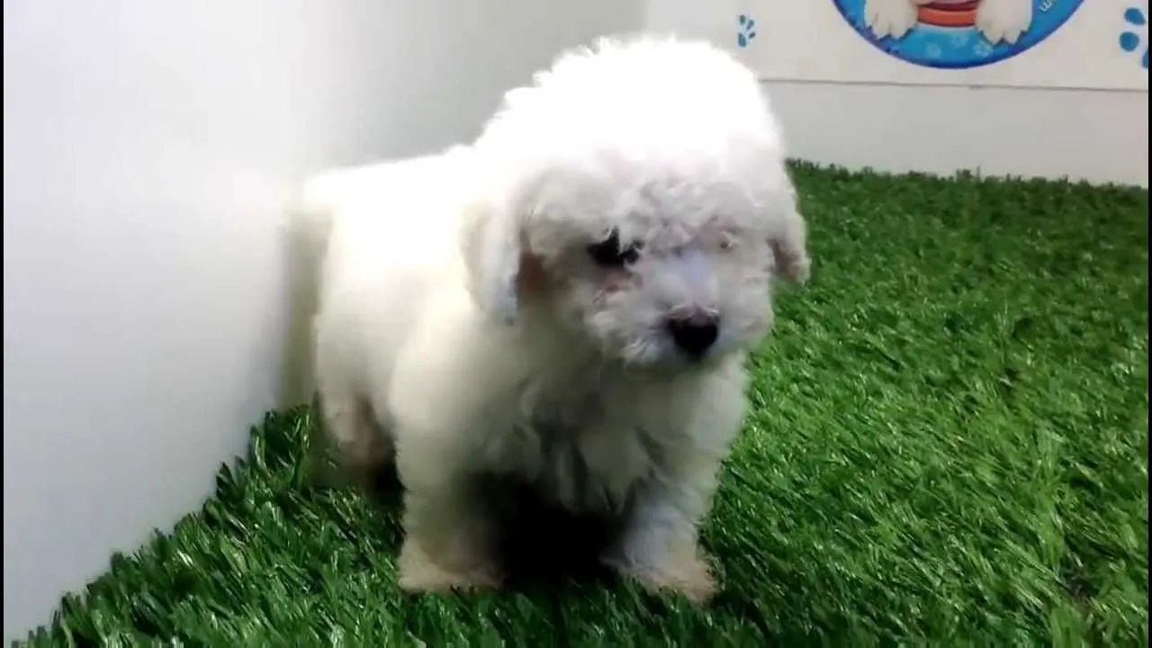 venta de perros cachorros French Poodle Mini Toy Macho Cachorros y ... venta de perros cachorros French Poodle Mini Toy Macho Cachorros y ...