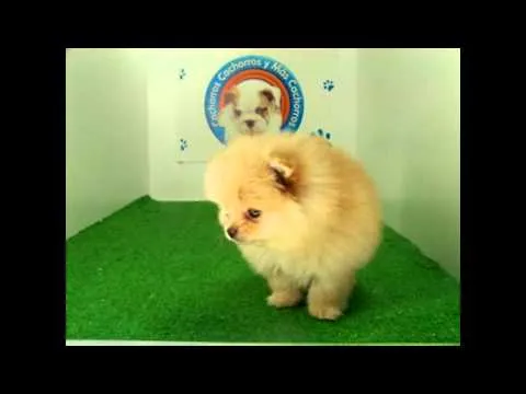 venta de perros cachorros de raza Pomerania miniatura Hembra - YouTube venta de perros cachorros de raza Pomerania miniatura Hembra - YouTube