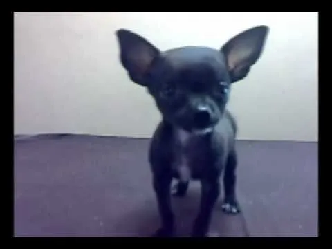 Venta de Perros Chihuahuas de Bolsillo Autenticos - Cachorros ... Venta de Perros Chihuahuas de Bolsillo Autenticos - Cachorros ...