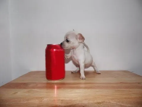 Venta de Perros Chihuahuas de Bolsillo Autenticos – Cachorros ... Venta de Perros Chihuahuas de Bolsillo Autenticos – Cachorros ...