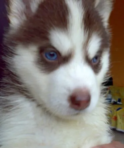 venta de perros lobos: LOBO SIBERIANO CACHORROS ESPECTACULARES 100 ... venta de perros lobos: LOBO SIBERIANO CACHORROS ESPECTACULARES 100 ...