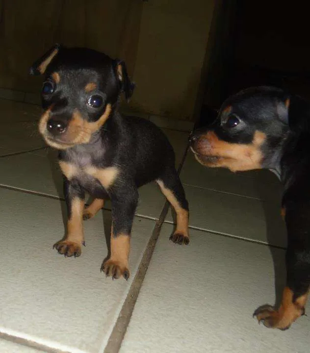Venta de perros pincher talla cero, hembra y macho - Santa Cruz ...