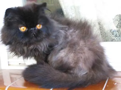 En venta Persa Negro Joven - Mercafauna - Compraventa de animales ... En venta Persa Negro Joven - Mercafauna - Compraventa de animales ...